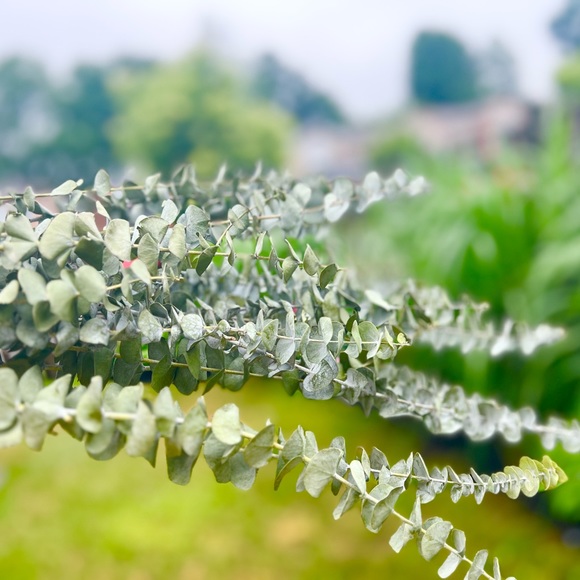 Real dry eucalyptus branches. Eucalyptus For Shower, vase flowers. - Picture 3 of 5